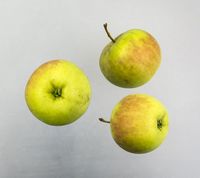 Malus sieversii æble